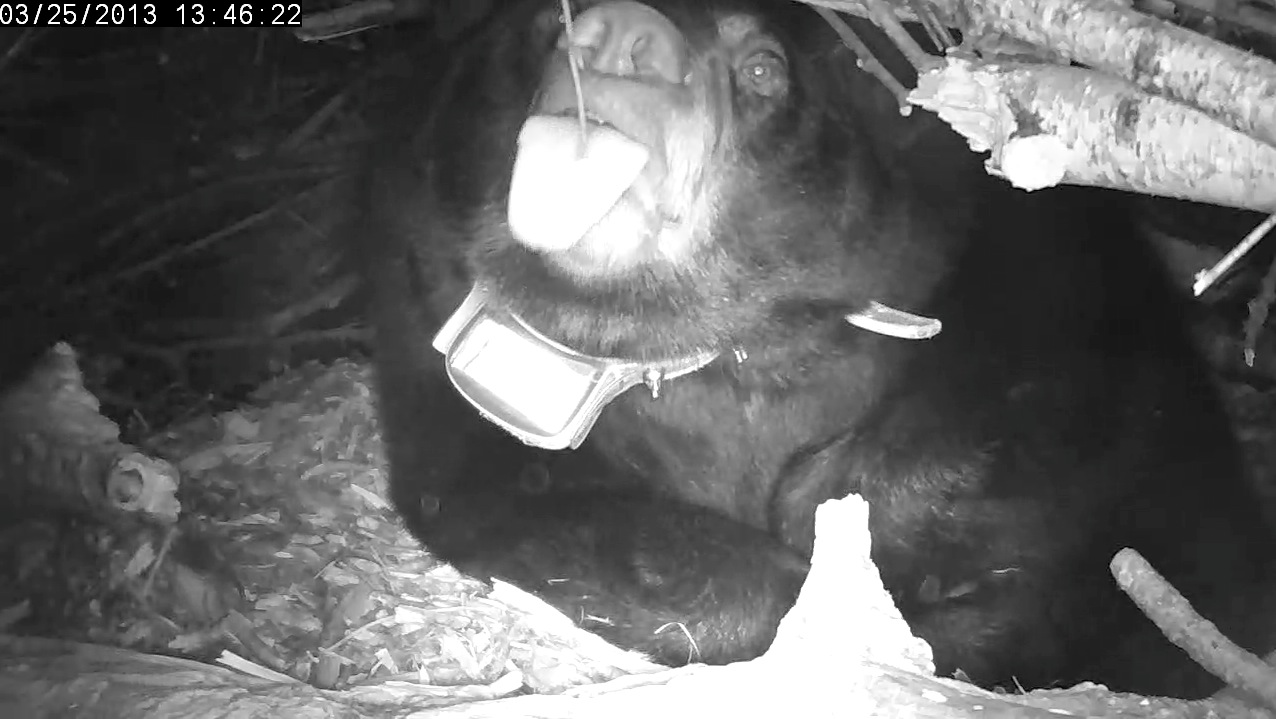 Lily licks a dangling twig