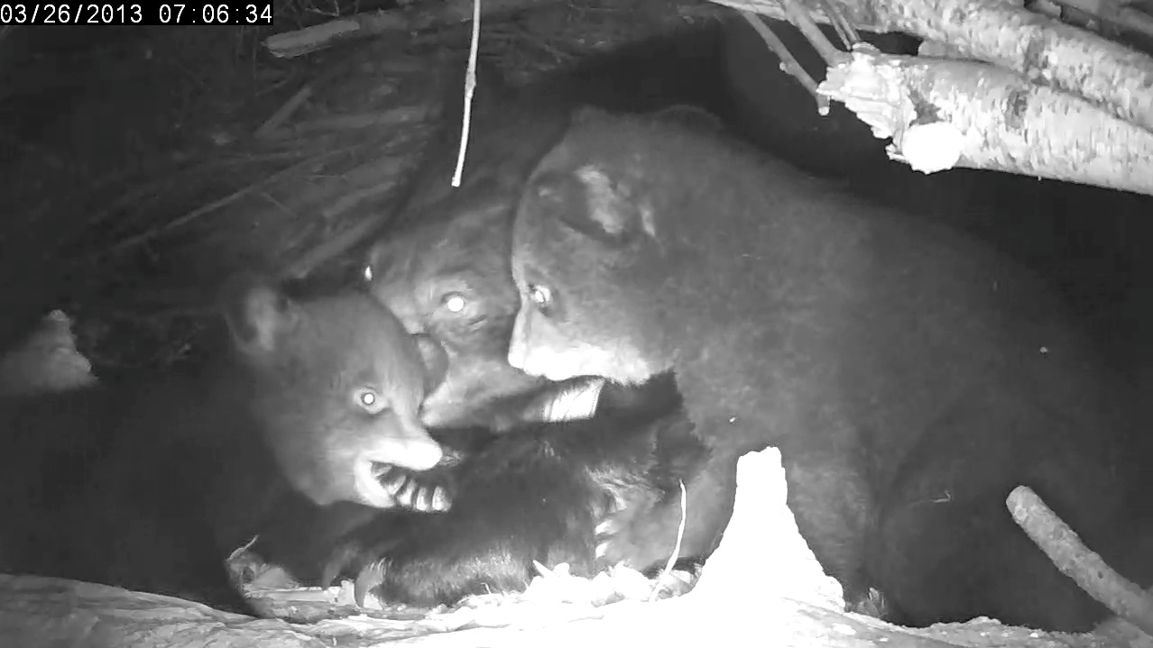 Family time in Lily's den