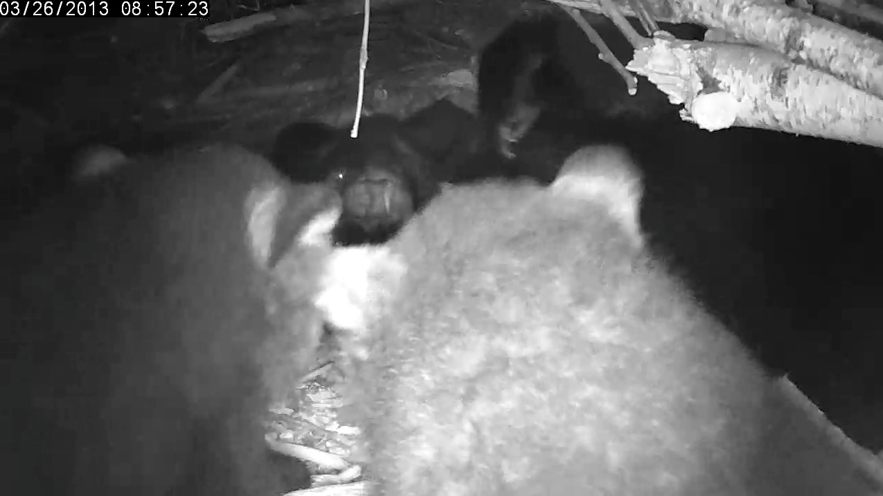 Two cubs peek up from below