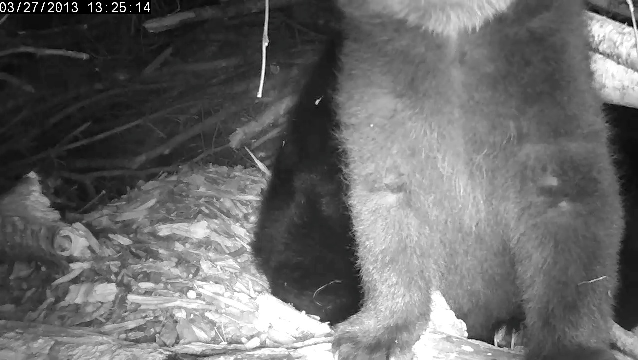 Can you make out the faint V?