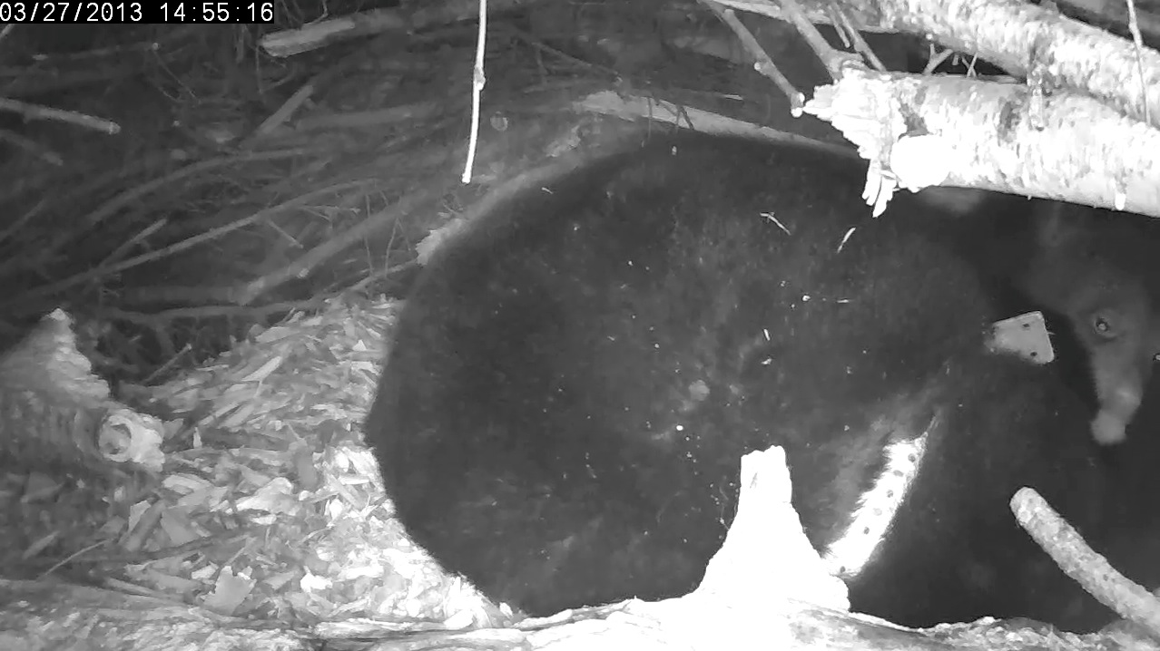 Cub licks water off Lily