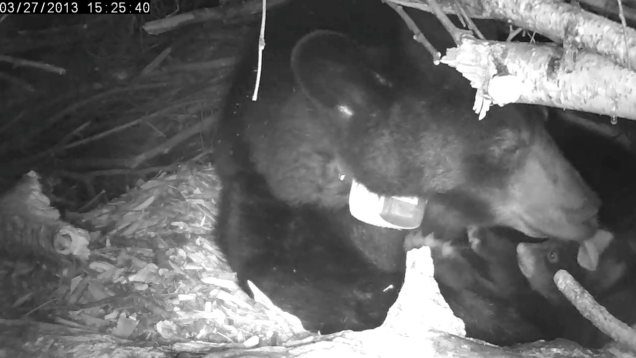 Lily licks water off cub