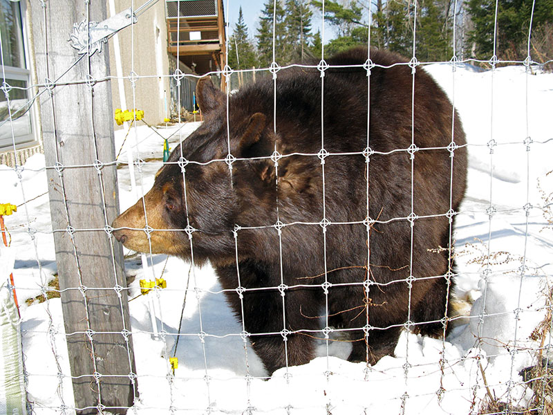 Honey comes for food