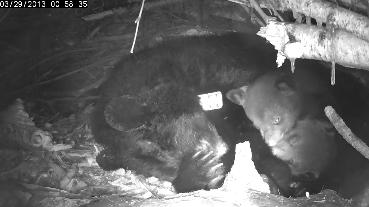 Snuggled cubs