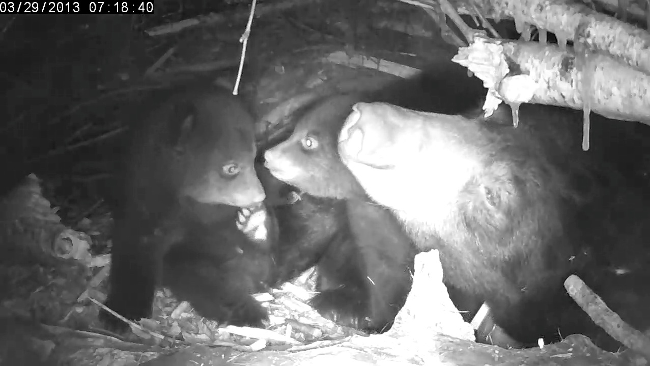 Eli, Ellie, and Lily