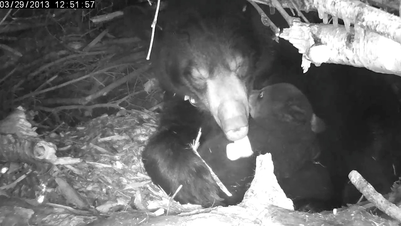 Lily dries off a cub