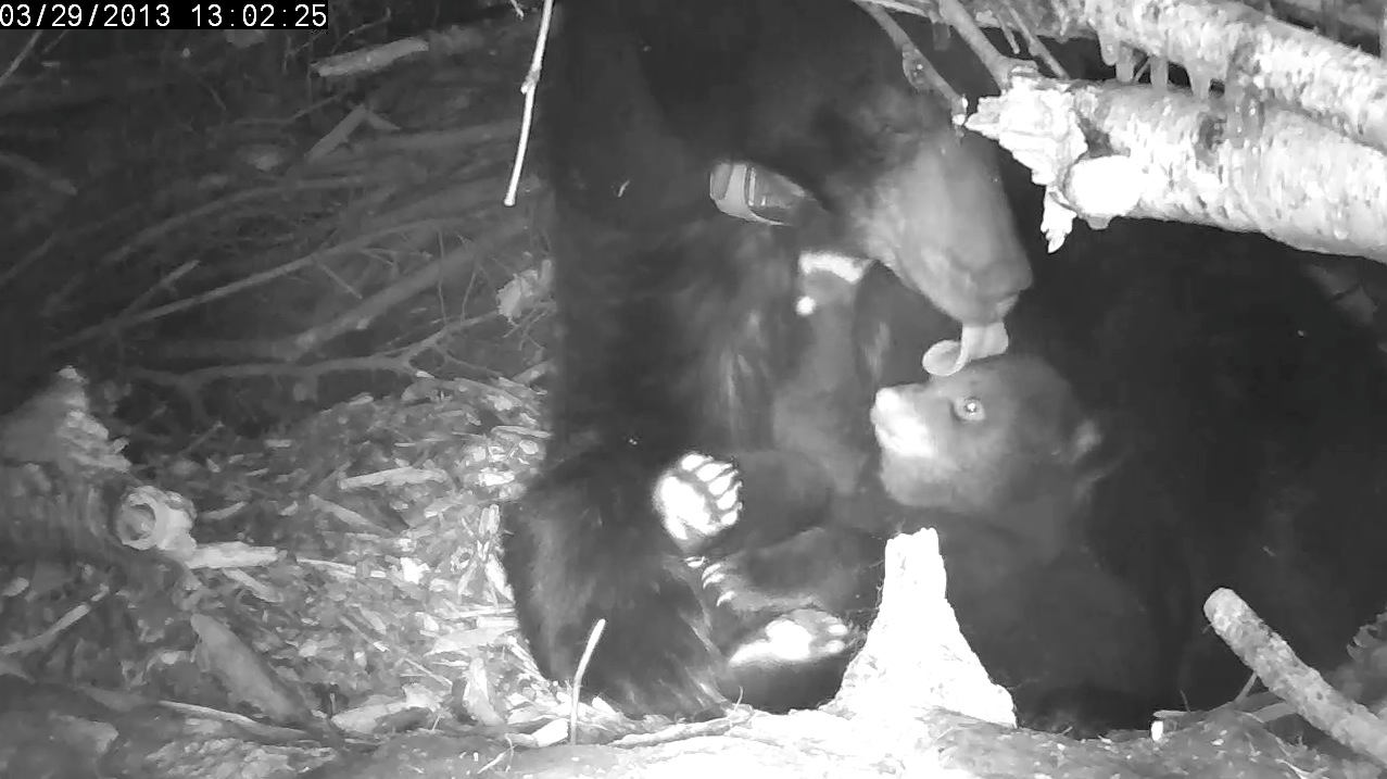 Lily licks drops of water off cub