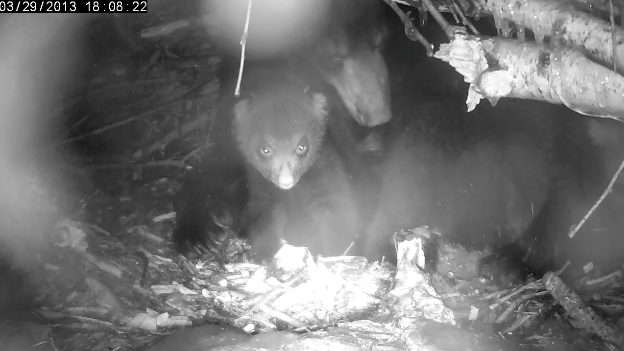 Lily artwork on the camera lens