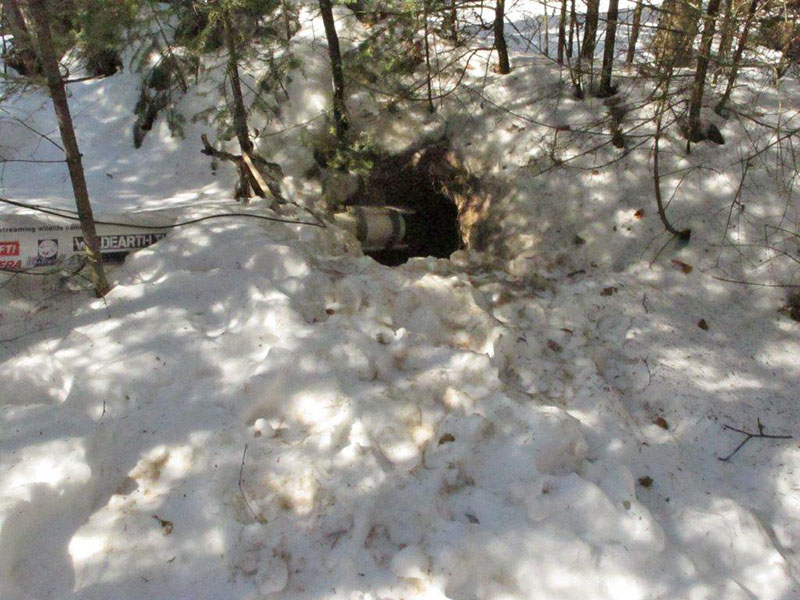 Bear tracks around Jewel's den