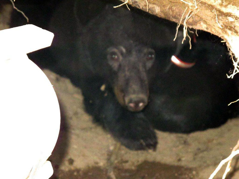Jewel in her den