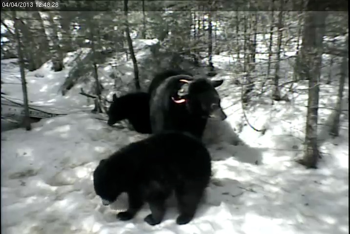 Herbie, Jewel, and Fern