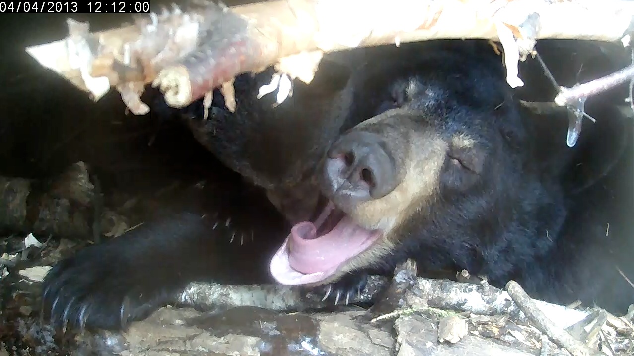 Lily curls her tongue while yawning
