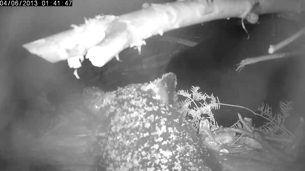 Cub returns from outside covered with snow