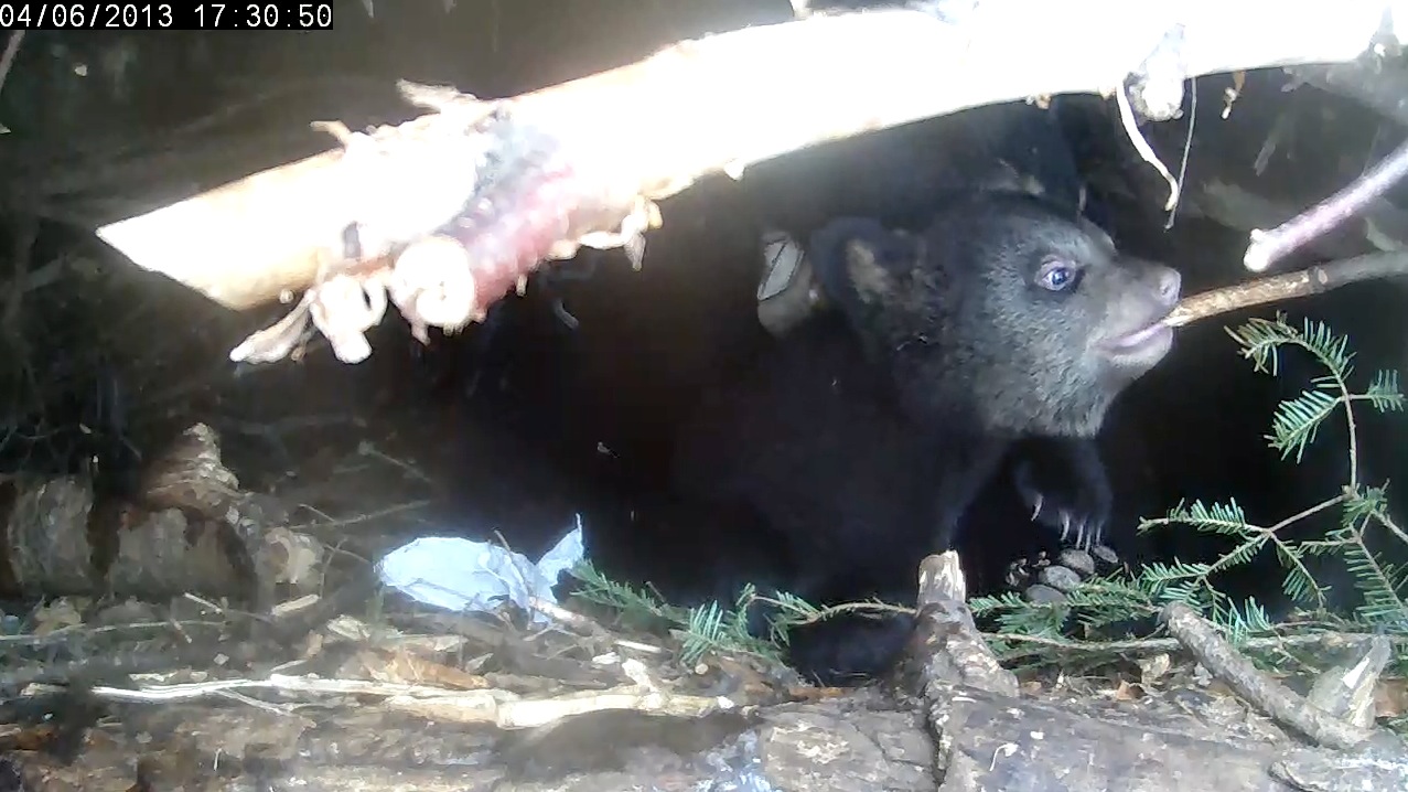 Eli tries out his teeth