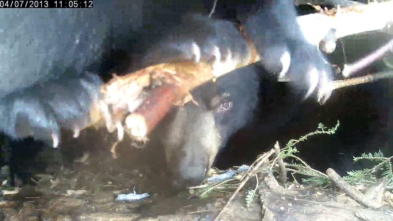 Lily keeps eye on rambunctious cub