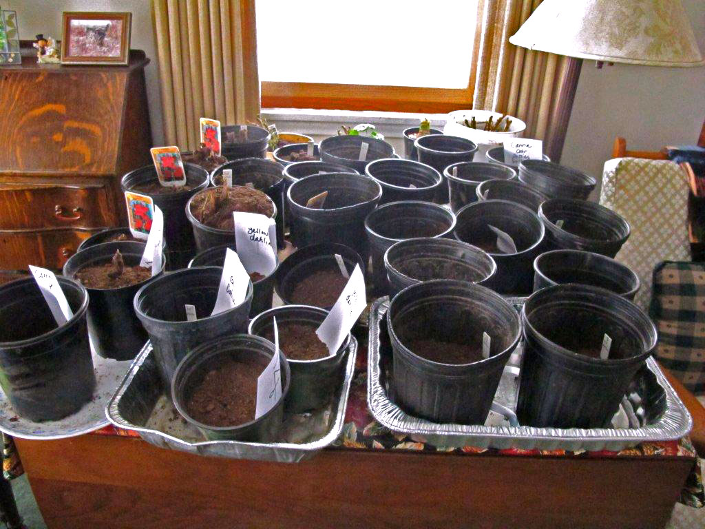 Future flowers for the Bear Center