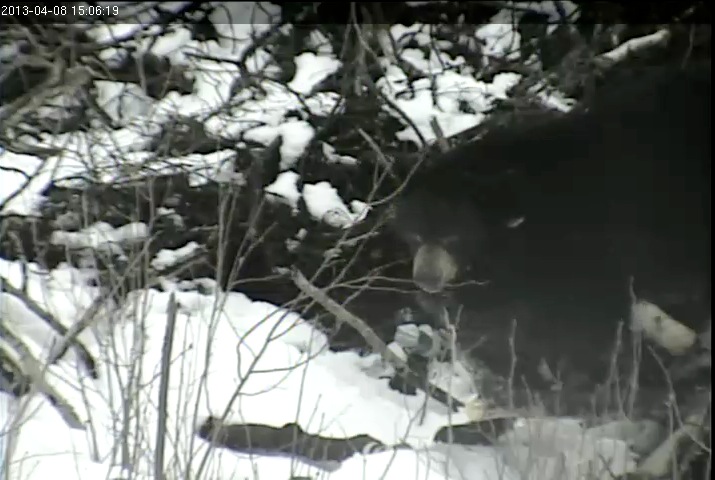 Lily feeds on aspen buds