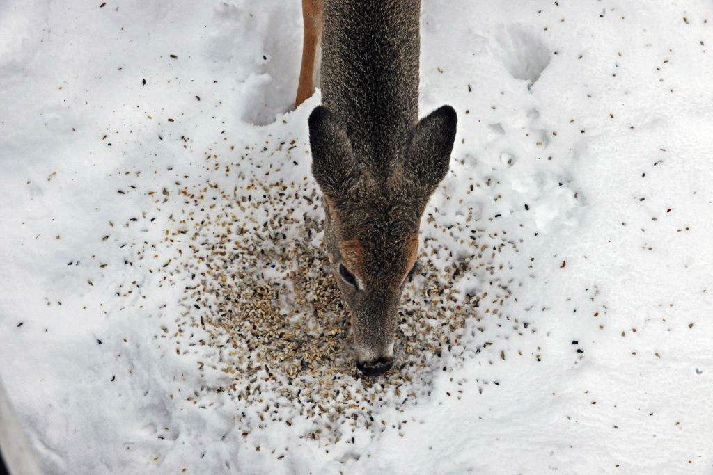 Deer eating sunflower seeds