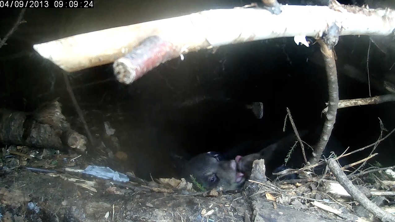 Cubs mutual tongue-licking