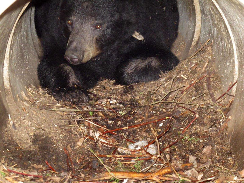 Juliet in her culvert den