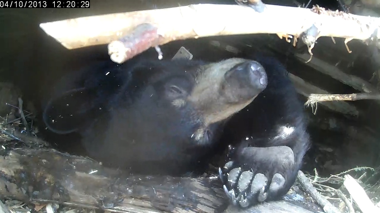 Lily and the missing 4th paw!