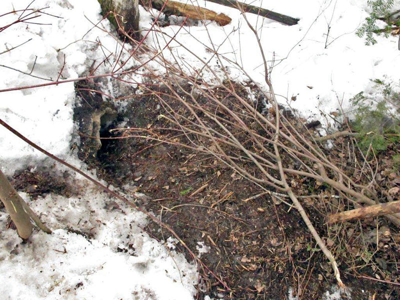 Maple branches at den