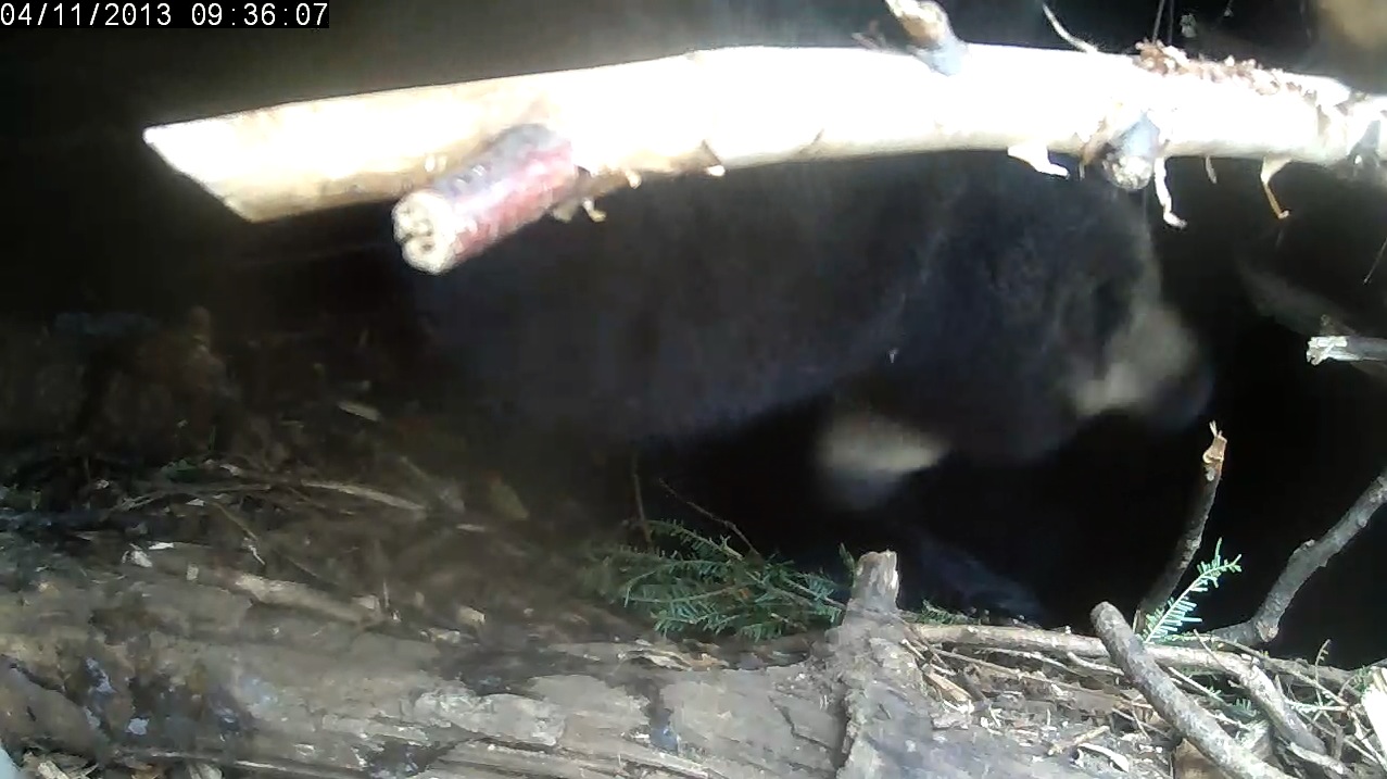 Who put tracks on the ceiling?