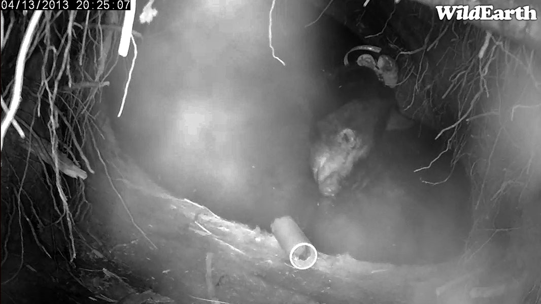 Jewel and yearlings sleep with mic tube