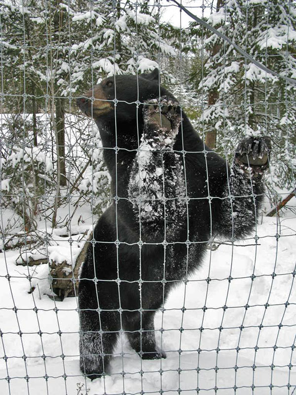 Lucky after playing in the snow