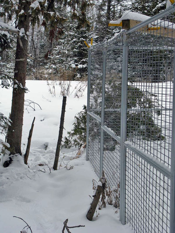 Tree Lucky broke down