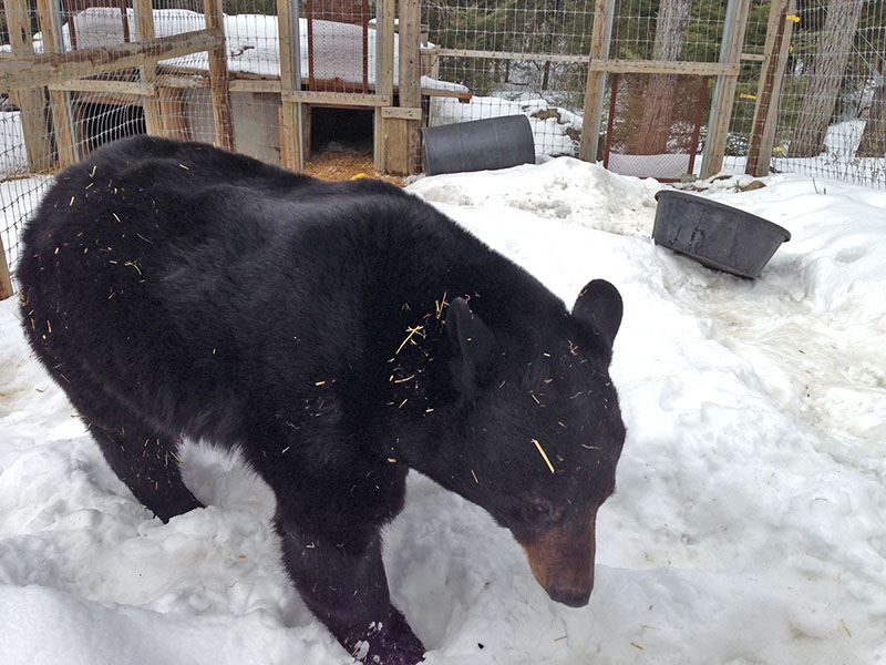 Lucky in his enclosure