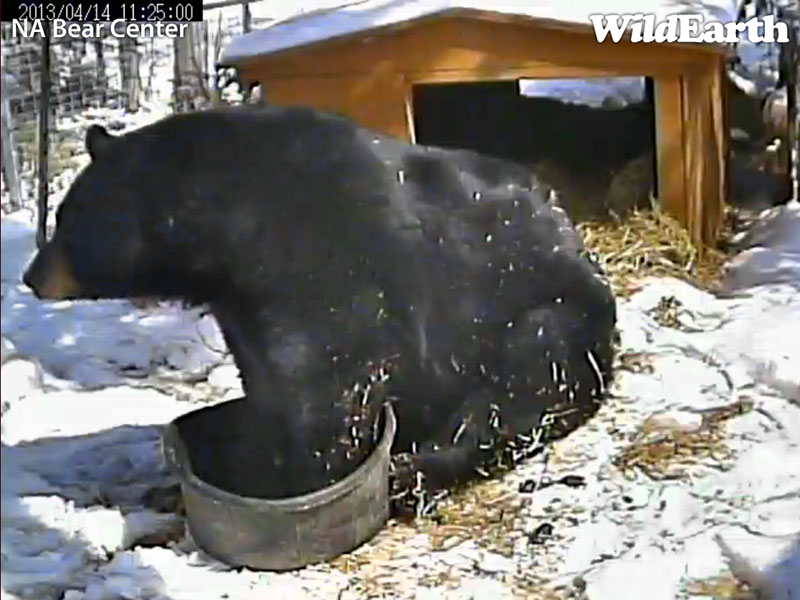 Ted sits with his feet in his bowl