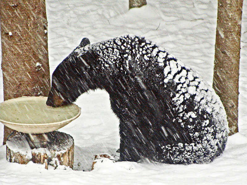 Bear drinking from birdbath