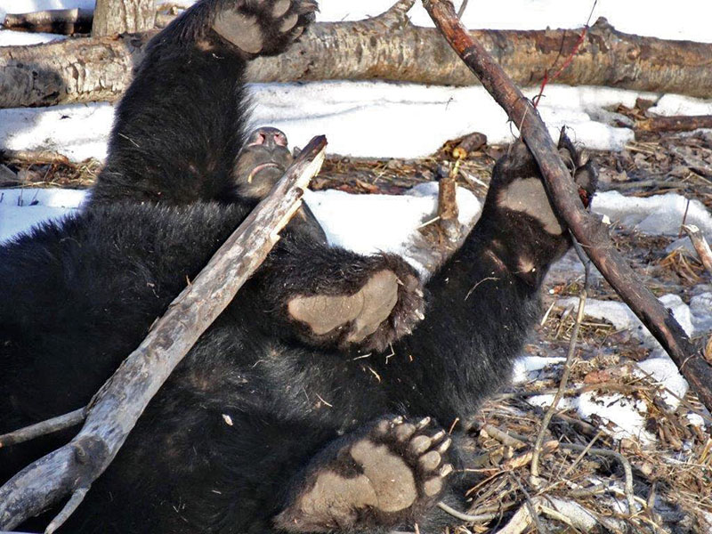 Playful Duluth bear