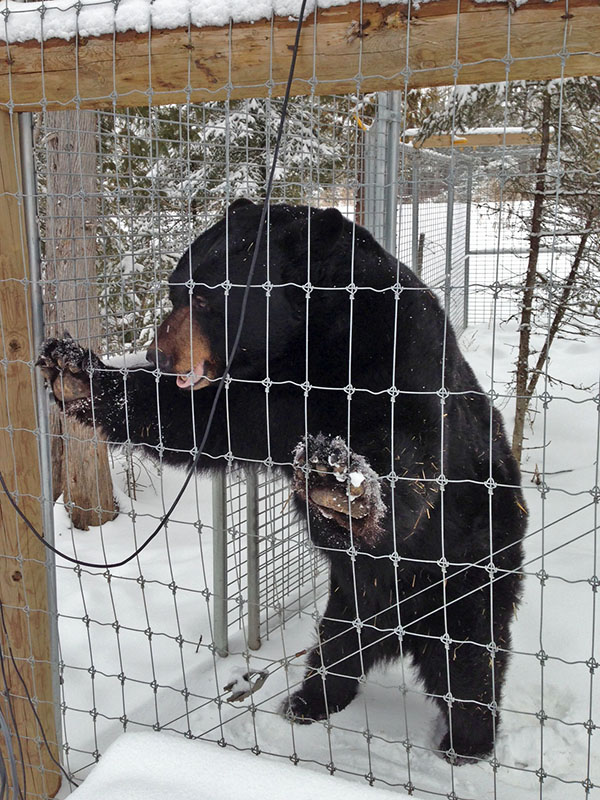 Ted stands up against fence