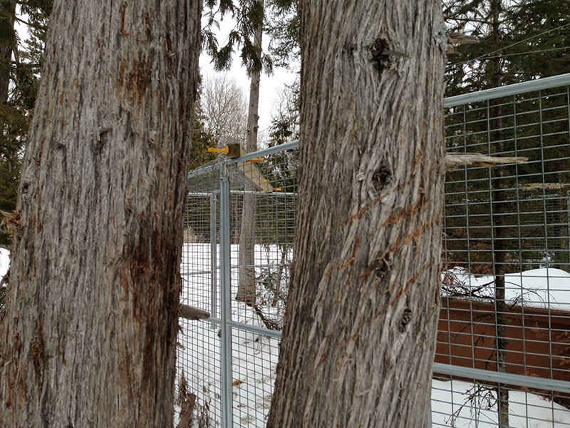 Lucky's claw marks on the cedar