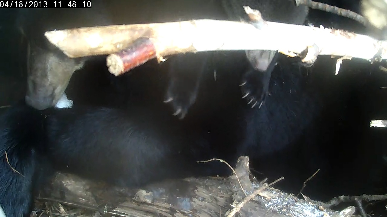 Lily chews crunchy snow as cub dangles from ceiling