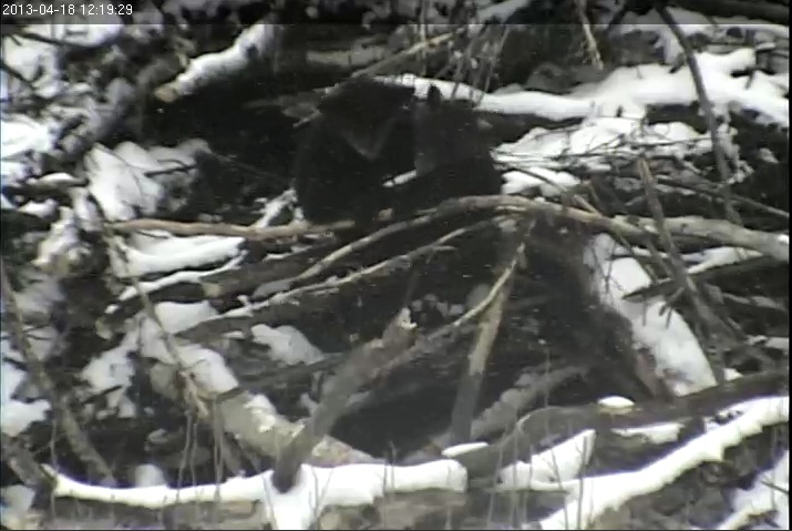 Lily's cubs outside on den