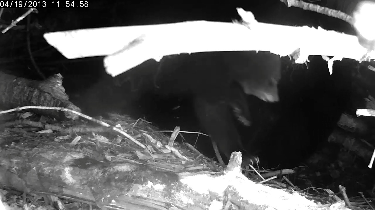 Cubs run around Lily