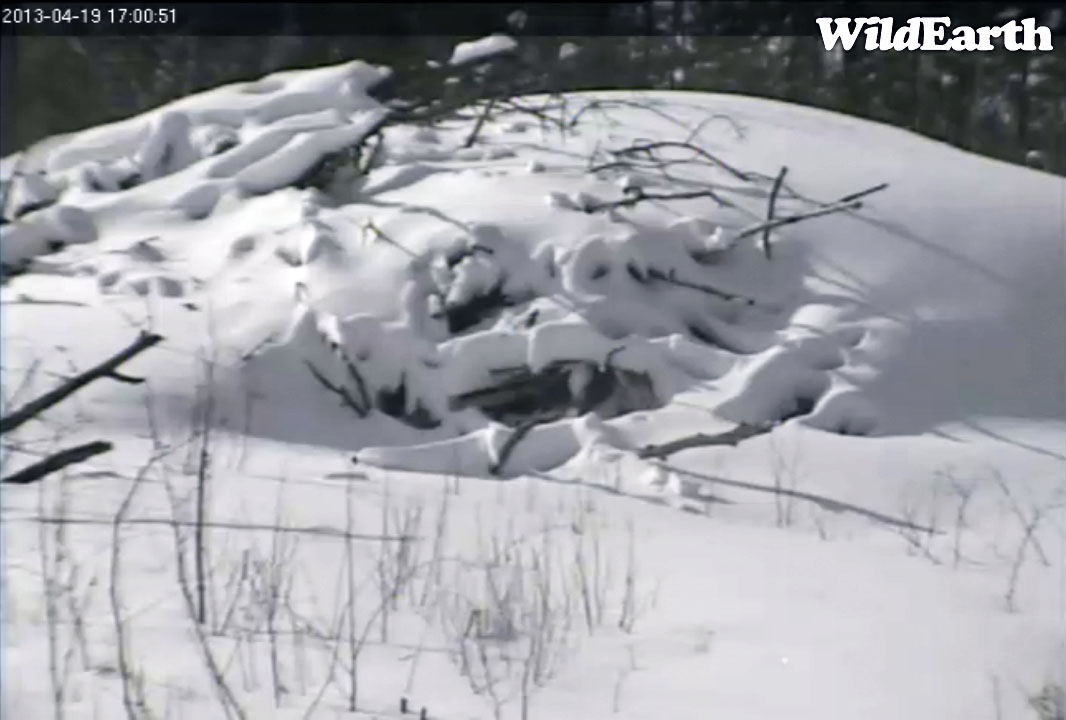 Lily's den...snowed in