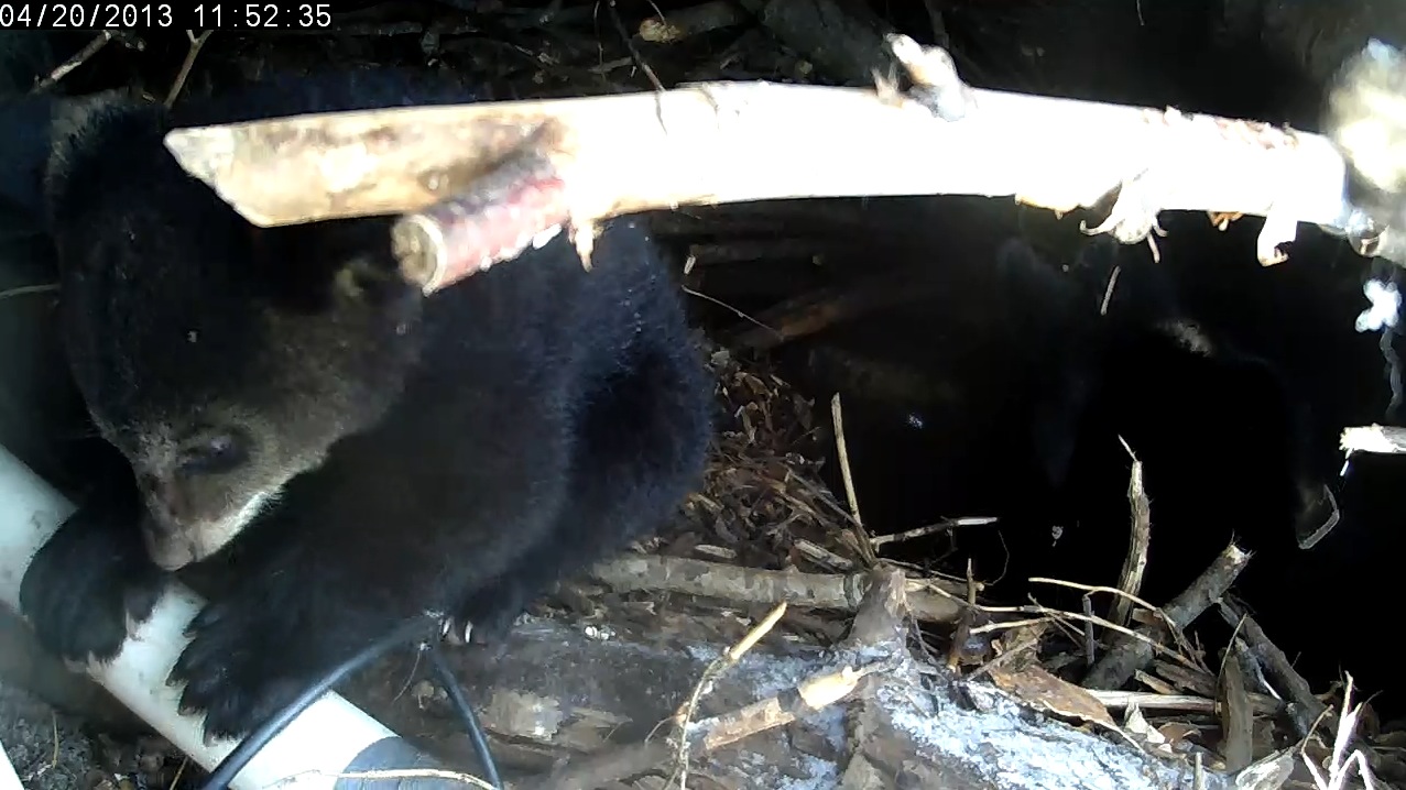 Microphone tube occupies cub