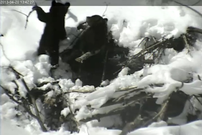 Lily's cubs play on the den