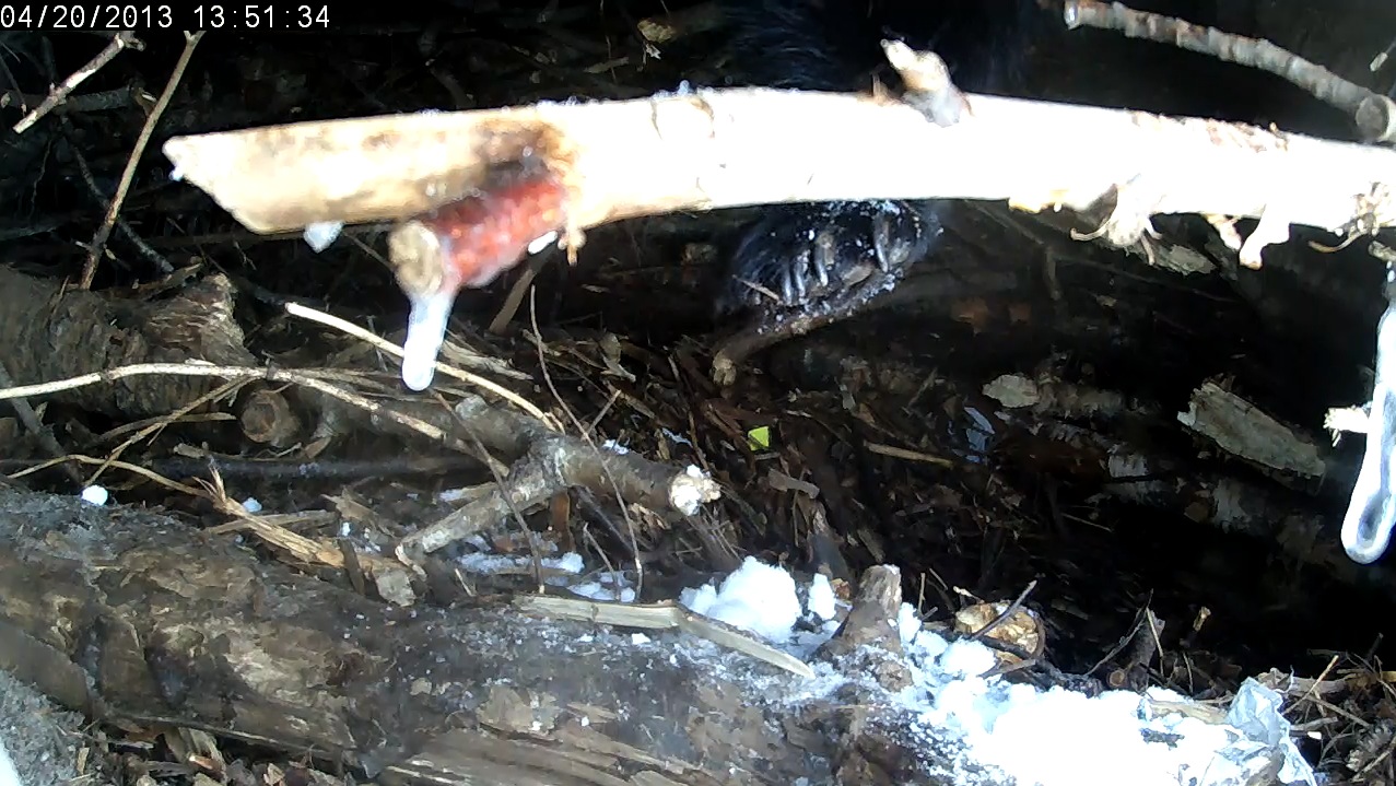 Lily's foot dangles as she climbs UP