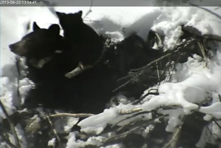 Lily comes out the top of the den