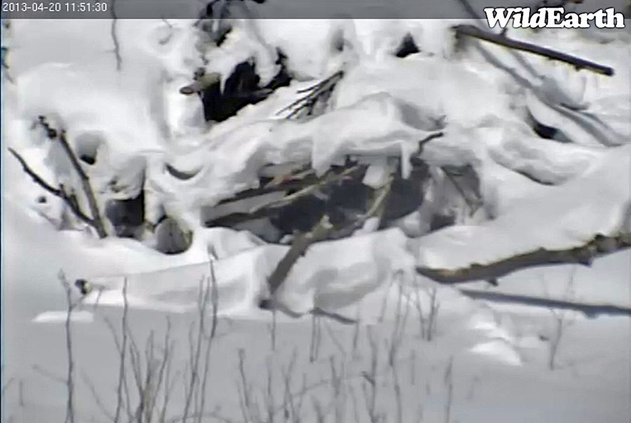 Snow on Lily's den sags under bright sun