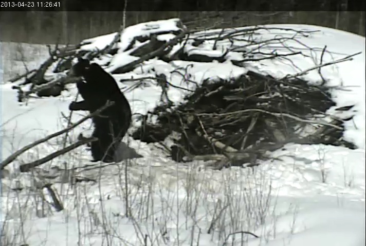 Lily stands at sapling