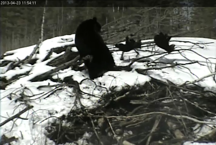 Lily and cubs on top of den