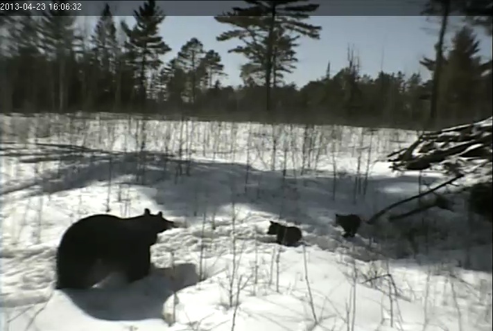 Cubs begin to follow Lily