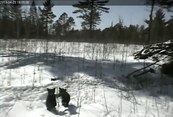 Cubs play with sapling white pine