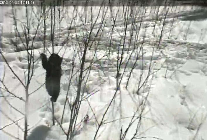 Cub climbs sapling aspen